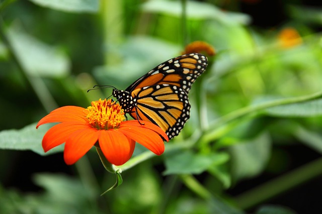 Monarch Butterfly, Pixabay free image Monarch Butterfly, Pixabay free image
