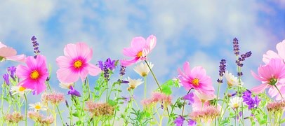 Wildflowers from Pixabay