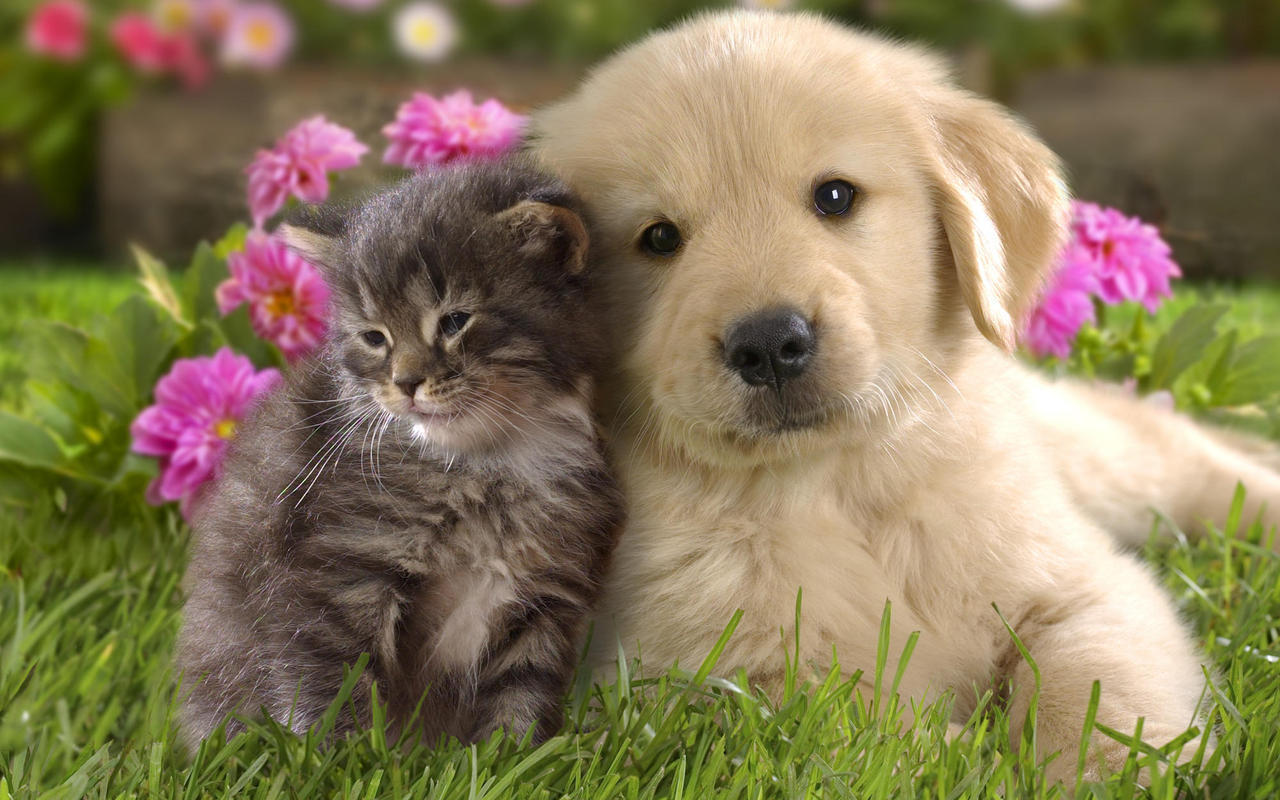 dog, cat, puppy, lovely, pets