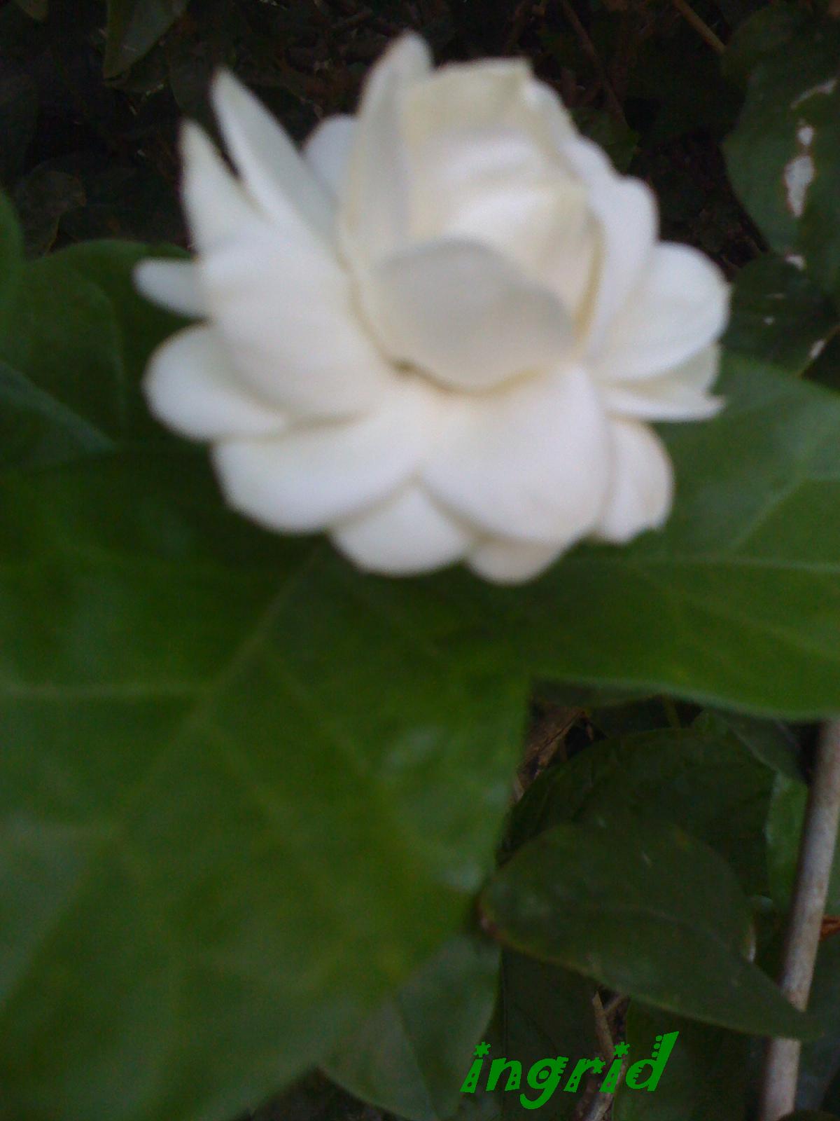 a sampaguita flower from our garden