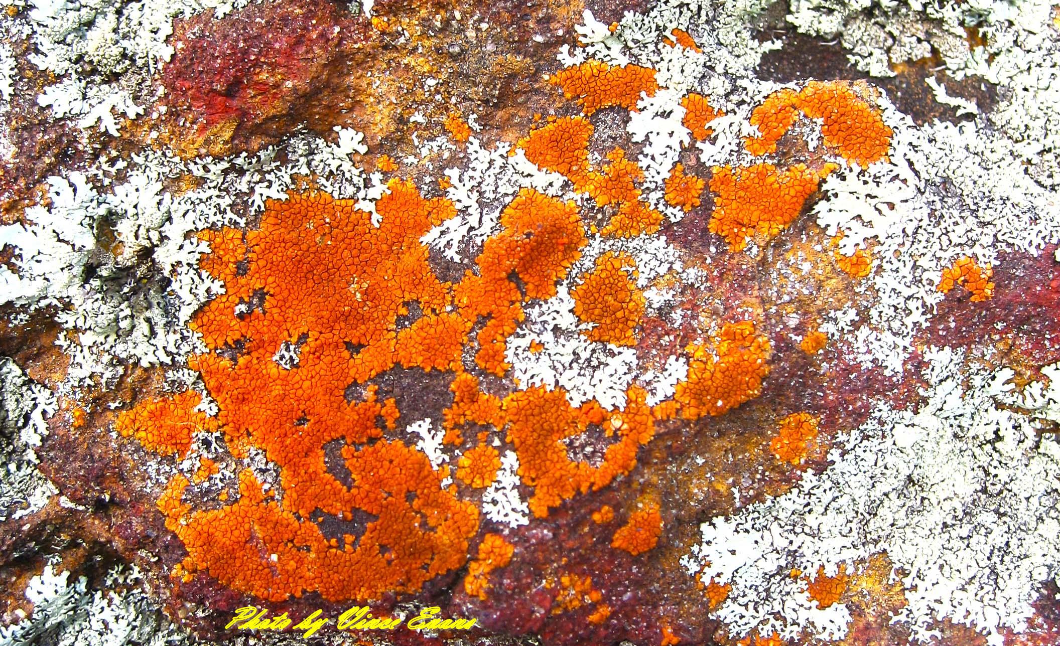 Natural Colours Natural Colours