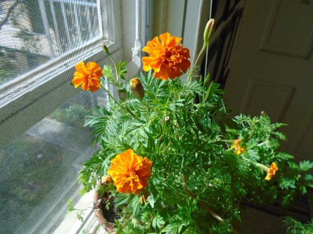 Blooming marigolds January 2015