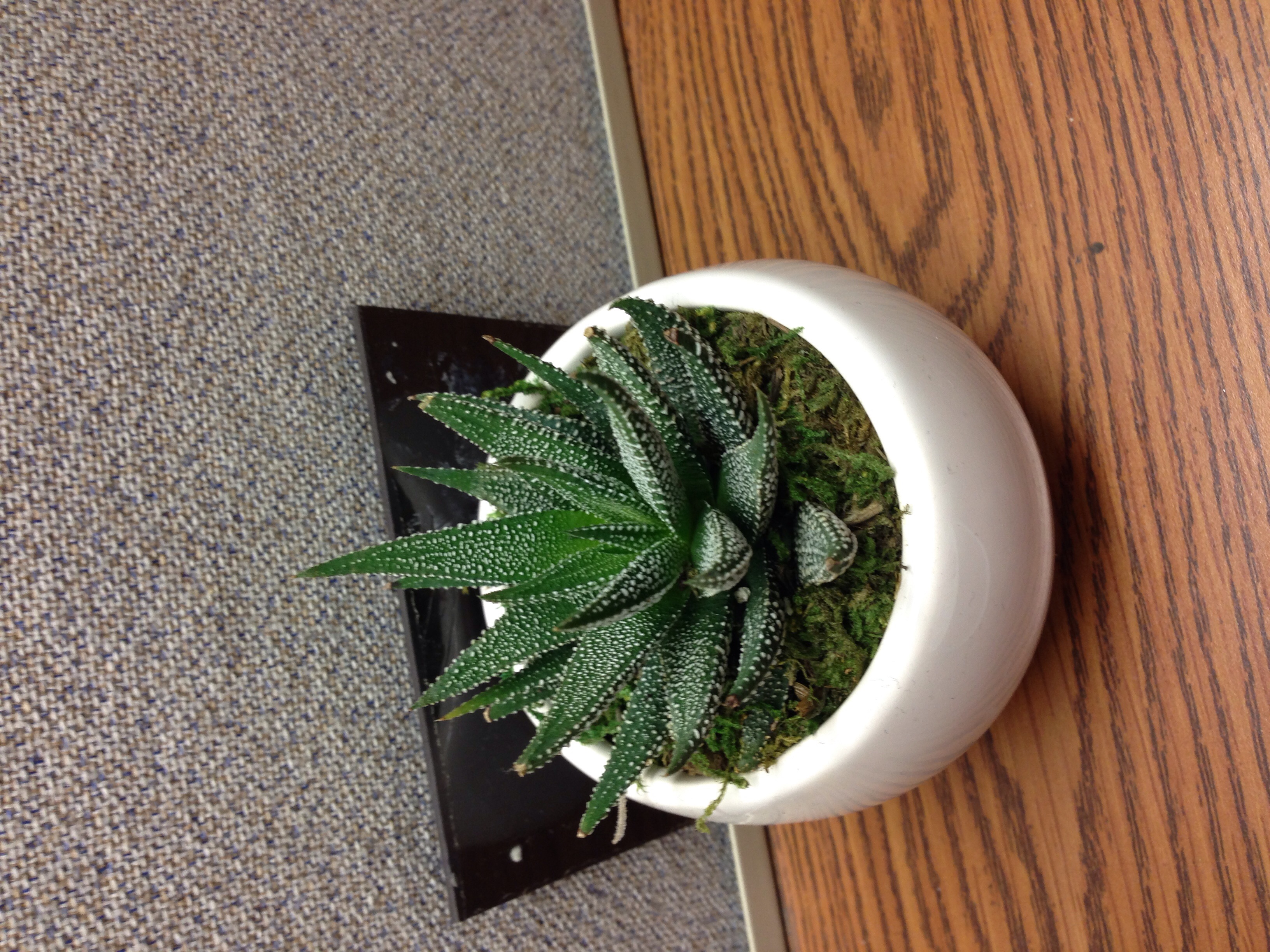 My little green succulent My little green succulent