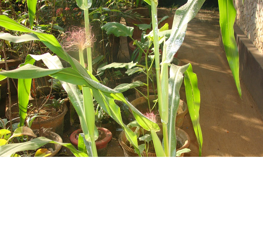 sweet corn at solitaire sweet corn at solitaire
