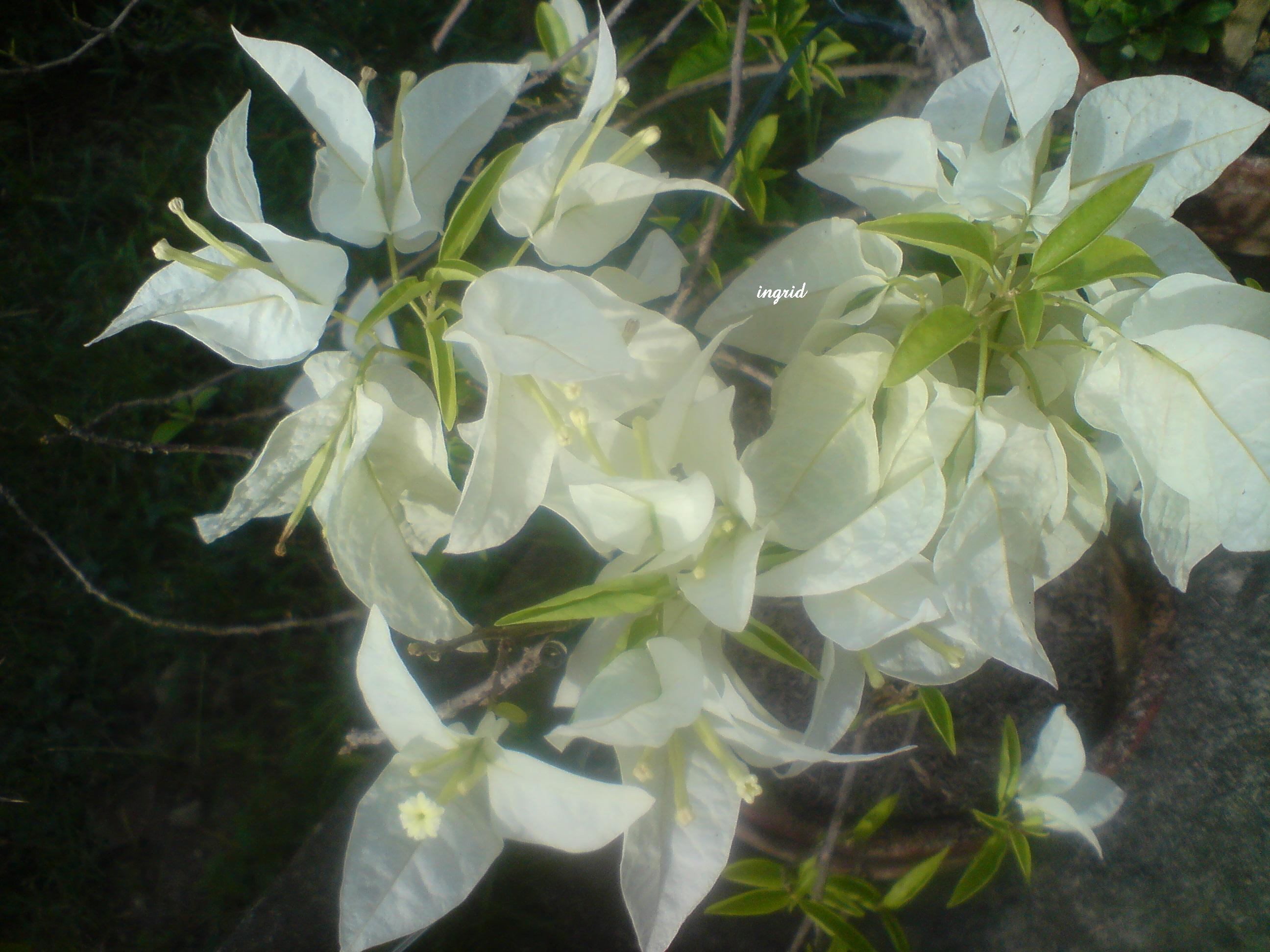 a white bougainvilliae from our garden a white bougainvilliae from our garden