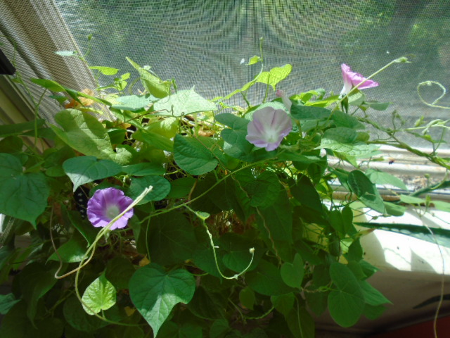 My Morning Glory plant in winter My Morning Glory plant in winter