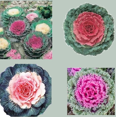 Decorative cabbage in different colors