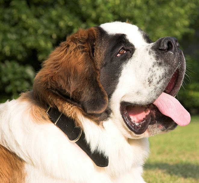 St Bernard courtest Pixabay.com