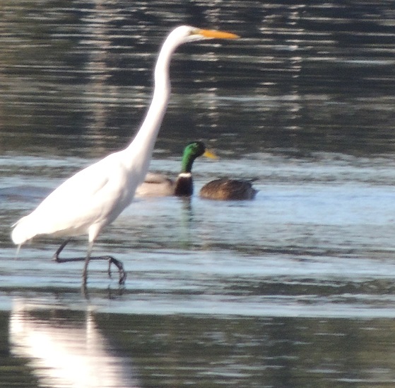 My photo of a Great Egret and Mallards My photo of a Great Egret and Mallards