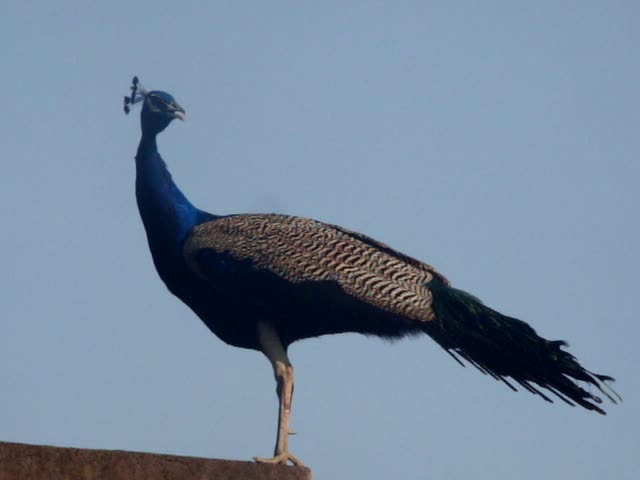 peacock at solitaire