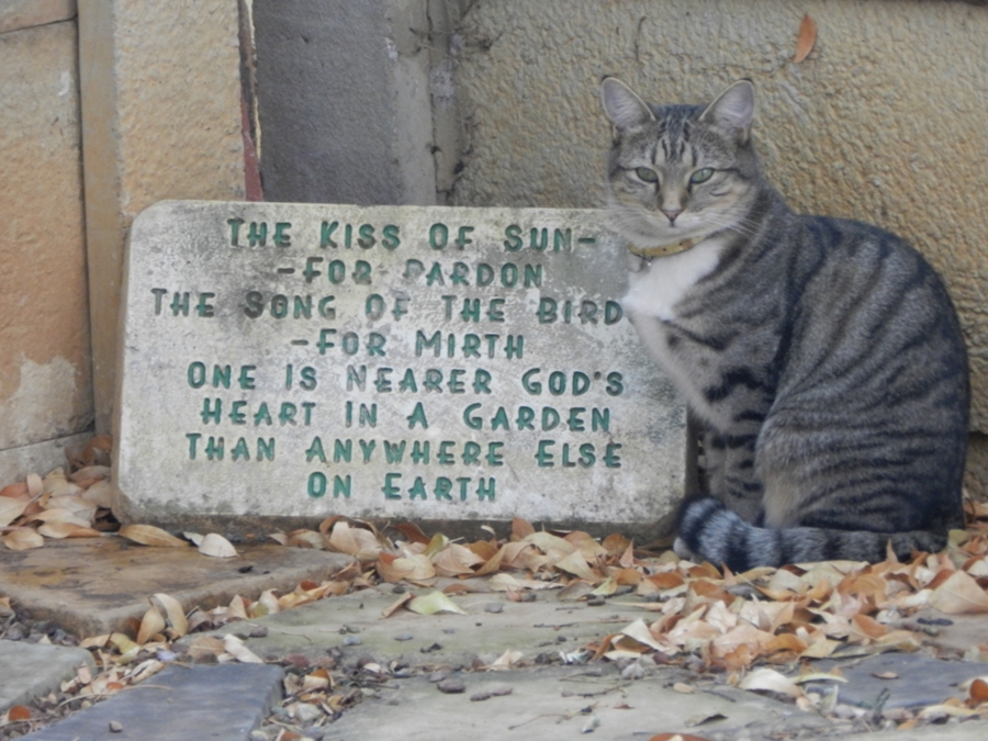 My Cat at my garden Stone with the enclosed poem