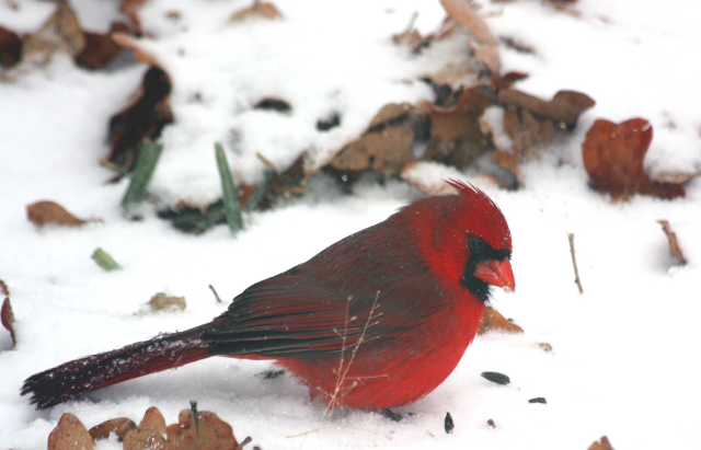 Cardinal in snow. Cardinal in snow.