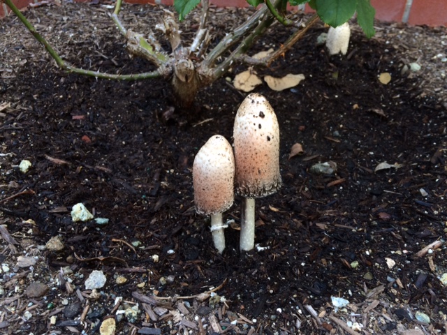 Mystery Mushrooms