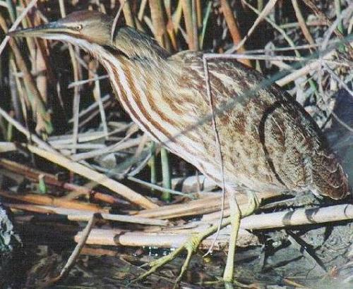 Bittern Bird - Migratory marsh bird of the heron family. The American species, often called stake driver because of the males booming call it in the spring, is widely distributed in East North America . Mostly nocturnal, it feeds on frogs, fish, and insects.   When pursued, it escapes by standing motionless with bill uplifted, its brown and yellow markings and striped neck blending with the marsh grasses . It is about two to 3 ft. tall. The Western and Eastern least bitterns are about half this size .