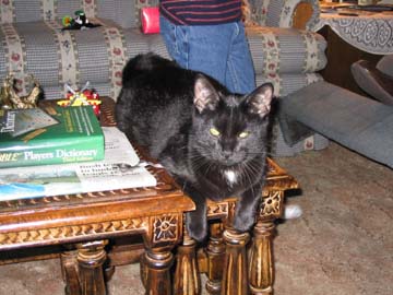 My Black Cat Ozzie - This is a picture of my 2 year old black cat named Ozzie.  Now you know why my user id is ozzieblackcat.  Ozzie is posing for this picture in the living room of our house.  I say it's our house but he really thinks it's his.  Ozzie is a very special addition to our family.