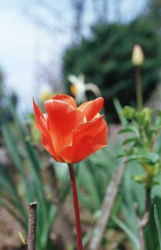 Rose - Rose in a garden