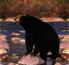Black Bear - Today 8 species remain, the ( Ursidea ) bear family first arrived some 20 million years ago. Bears have adapted well to the ever changing earth but only two bear species are not endangered. Humans for thousands of years revered bears fearing their enormous power and strength, giving the bear a wide area and respecting its habitat. Bears are generalists eating most forms of food except for polar bears which mainly eat meat and panda bears that eat bamboo. Bears are solitary animals giving each other space but always leaving scent marks and claw marks at times to communicate with other bears. View pictures of all these animals then read about how they evolved to this present day.