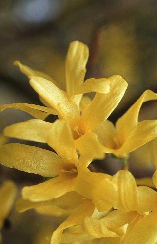 Flower - Yellow flower in a garden looking beautiful