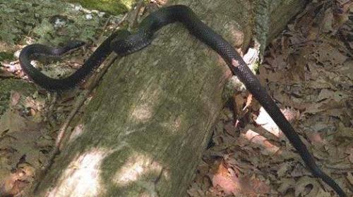 Black Snake - Black snake Name applied to several snakes of this colour. The black racer is a non poisonous snake of the east United States. It is from 5 to 6 ft. long with the black, dull scales .   It travels swiftly and climbs small trees and bushes; it feeds on birds and their eggs, on frogs, and other snakes. Sometimes confused with the black racer the pilot black snake or mountain black snake of the North East United States.   Unlike the black racer, it is a constrictor preying on rats. It has shiny, slightly keeled scales and reaches a length of 8 ft.. The poisonous Australian black snake has a hood like the related Cobra and is about 5 ft. long .