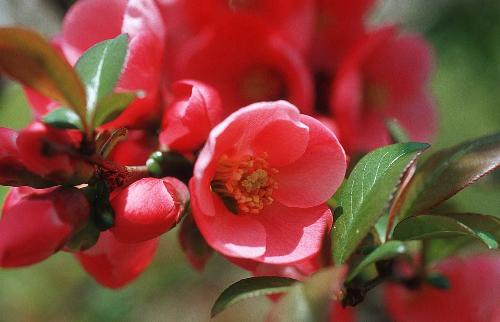 Flower - Red Flower in a garden