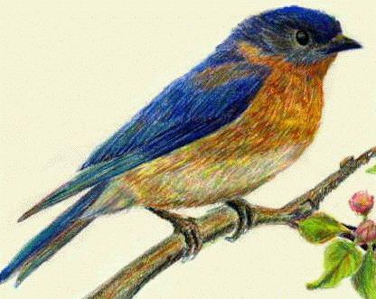 Blue Bird - Bluebird North American migratory bird of the thrush family. The Eastern bluebird is among the first spring rivals in the North. It is about 7 in. long. The plumage of the male appears a vivid blue in bright lights and black at a distance; the breast is cinnamon red, the underparts white. The females covering is duller.   It usually nests in orchards or on the edges of wood lands but will also use nesting boxes . As a destroyer of insects it is of great value; Other related birds on the mountain, the Western of chestnut backed, and the Florida bluebirds. The bluebird it has a cheerful call warbling song.
