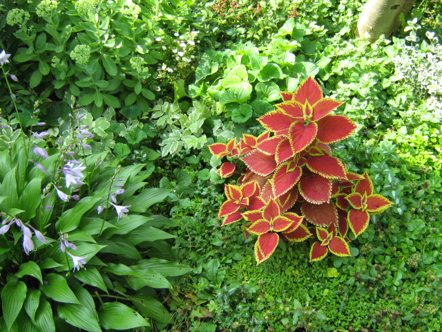 Garden Flowers,