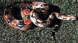Boa Snake - Boa, Name for a member of the Boinae , a subfamily of non poisonous constrictors snakes that includes the anaconda and is closely related to the python. The boa constrictor of South America is rarely over 12 ft. long; those of Central America may reach 15 ft..   Most West Indian boas are valued as rodent killers. Tree bowers are indigenous to tropical America, but 1 species occurs in Madagascar. Burrowing, or sand boas are found in Africa , India, and West North America.   The rubber boa is found in the North West United States ; the rosy boa, in the southwest .