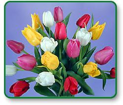 Tulips - A variety of colors of tulips.