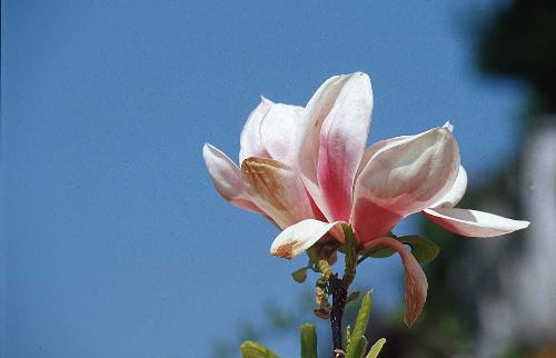 Flower - Light pink coor flower.