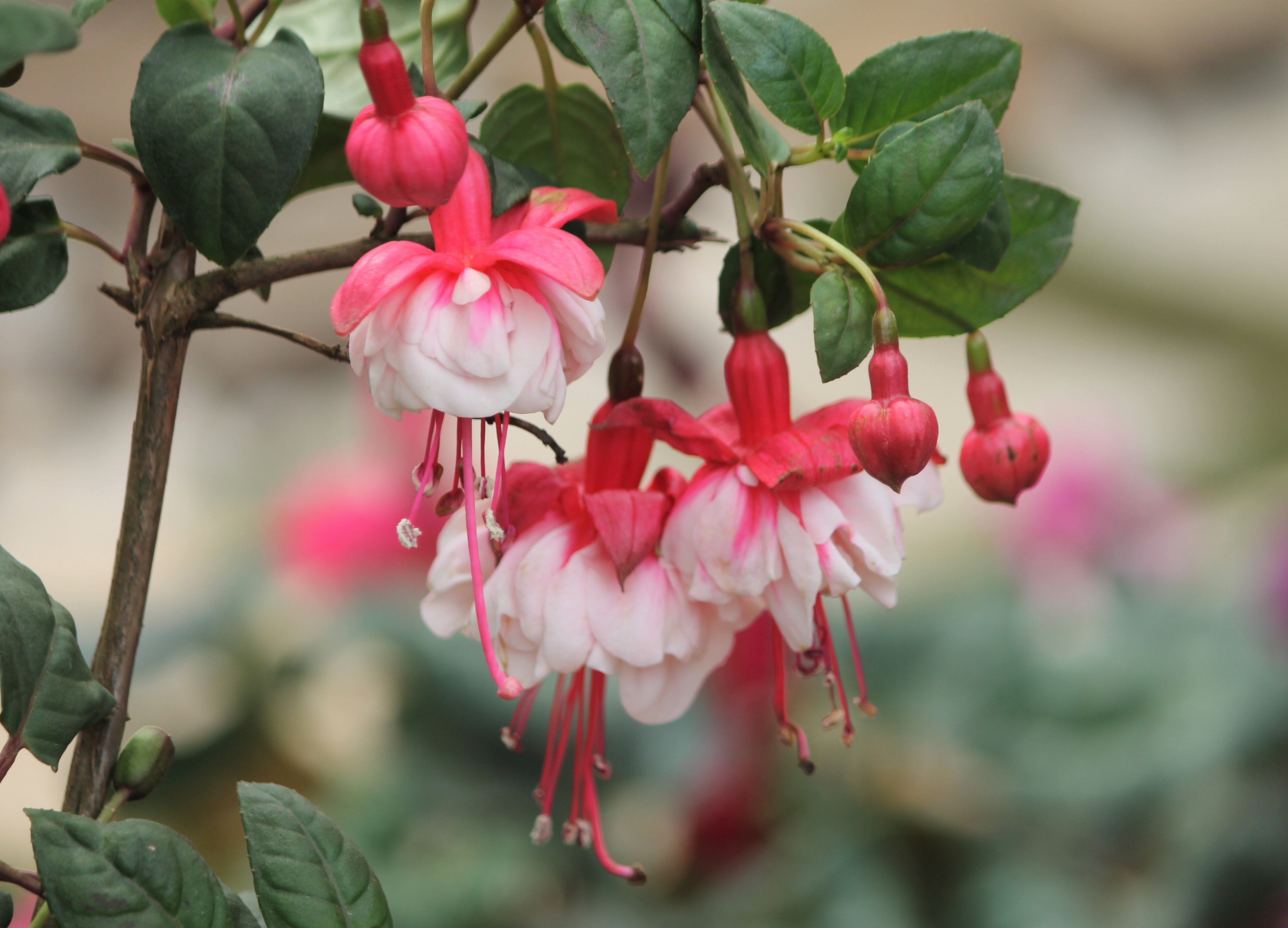 Fuchsia sofspics