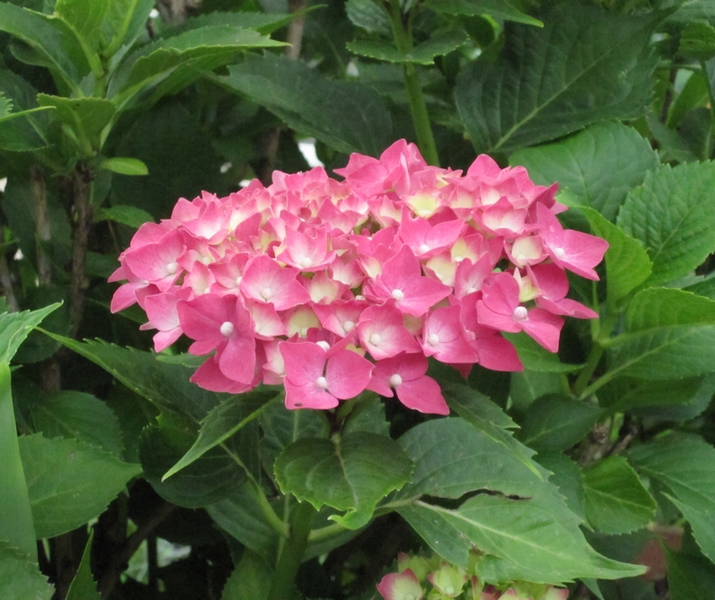 Hydrangea from the LadyDuck garden. Hydrangea from the LadyDuck garden.
