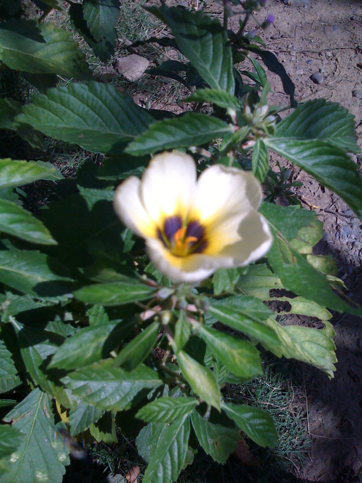 a yellow and white bud from our garden a yellow and white bud from our garden