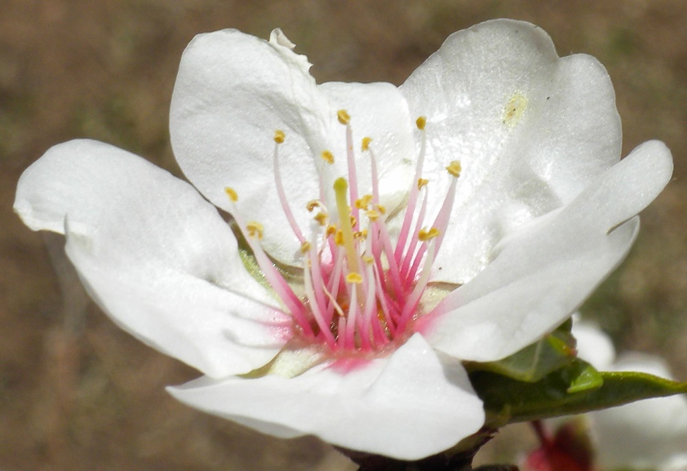 An Almond blossom