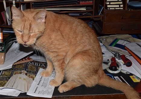 Tiger After A Tough Night Tiger After A Tough Night