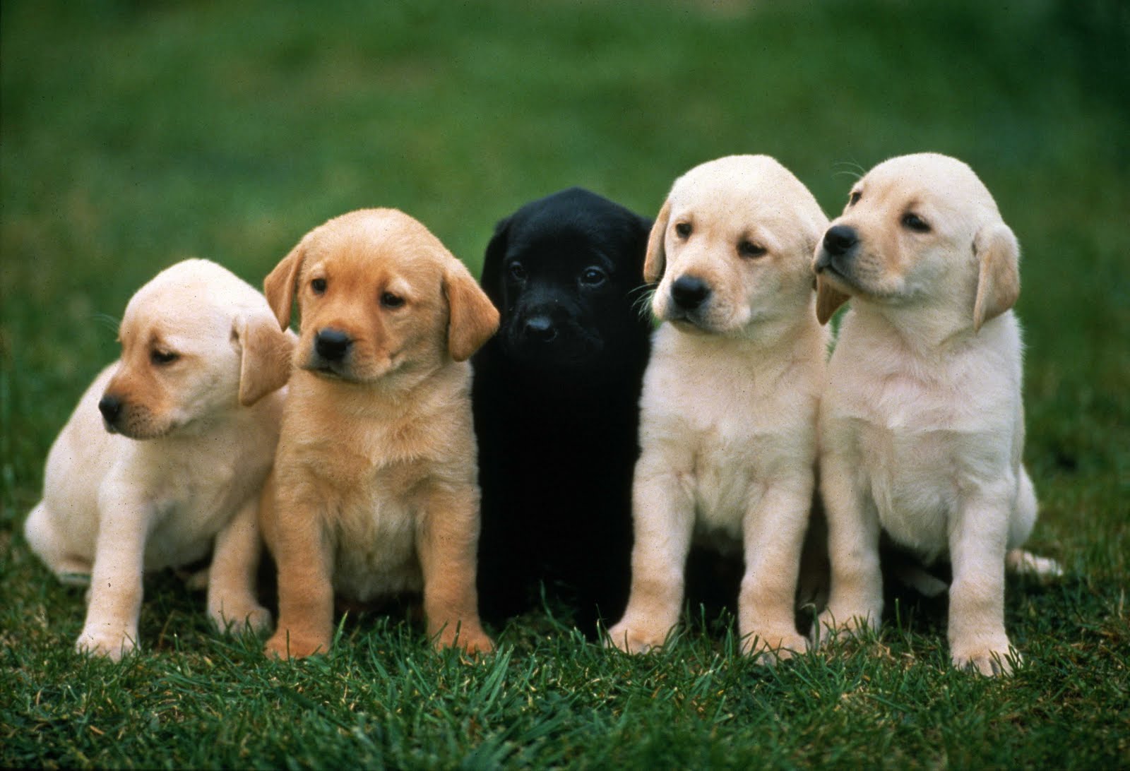puppy, dogs, dog training, dog food, dog exercise puppy, dogs, dog training, dog food, dog exercise