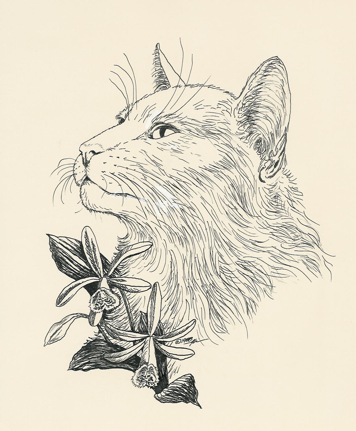 My original pen and ink drawing of an angora with an orchid 