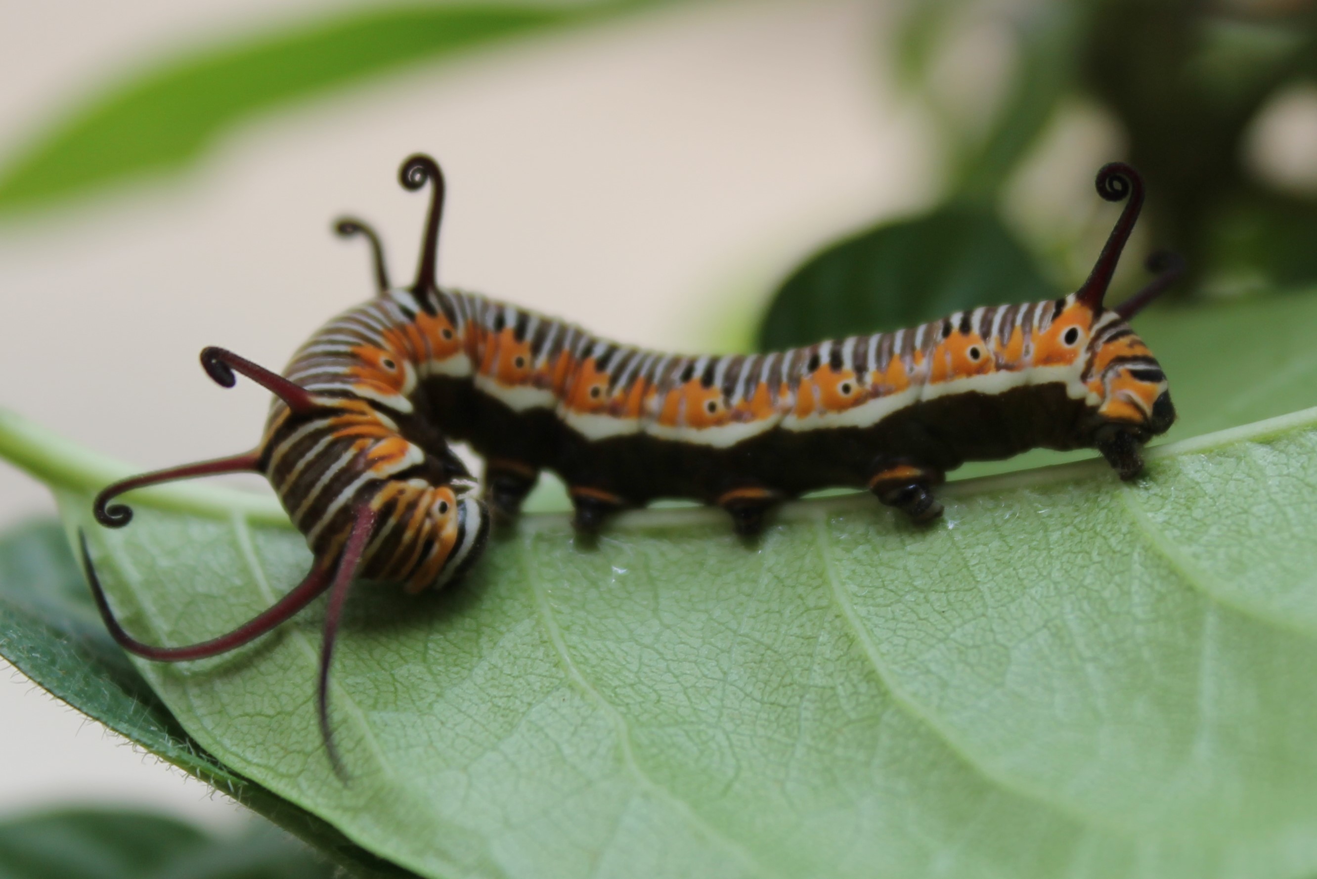 caterpillar, sofspics