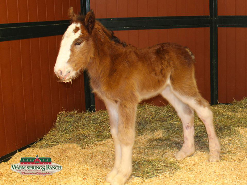 Clydesdale Mac Clydesdale Mac