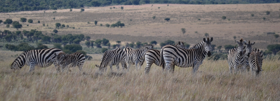 Zebra&#039;s on the plains of Africa 