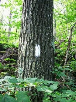 White blaze painted on tree to indicate you are still on the path and should continue forward White blaze painted on tree to indicate you are still on the path and should continue forward