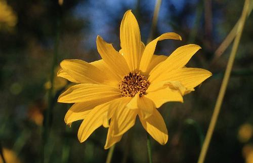 Flower - Yellow flower in the garden