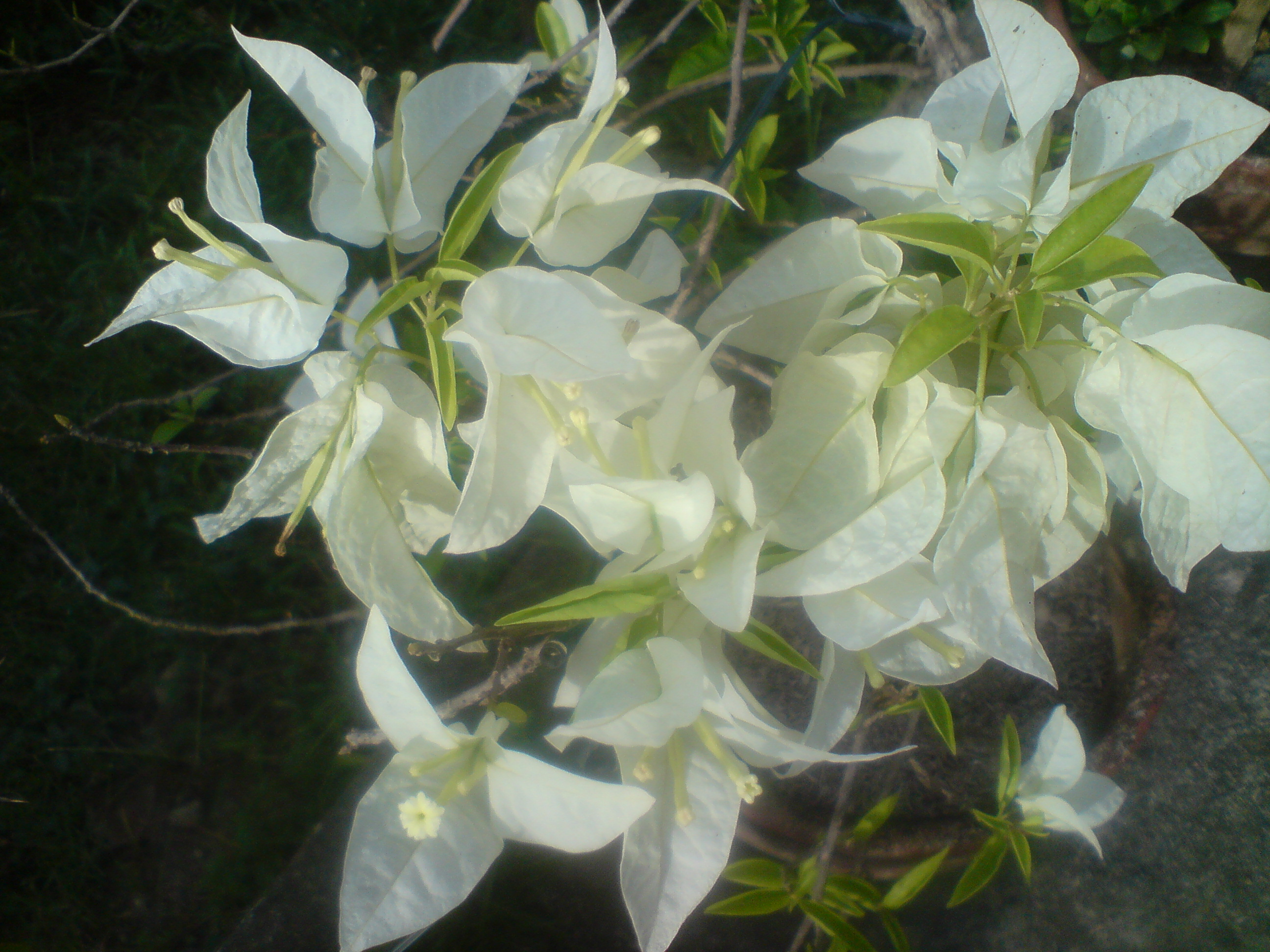 white bougainvilliae from our garden