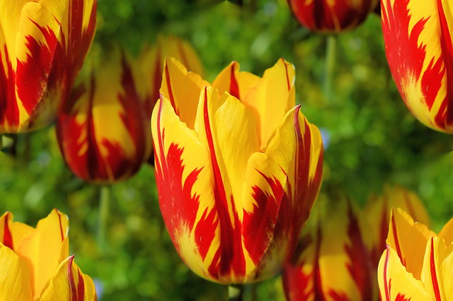 Pixabay Public Domain Image.