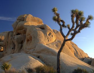 Joshua Tree Joshua Tree