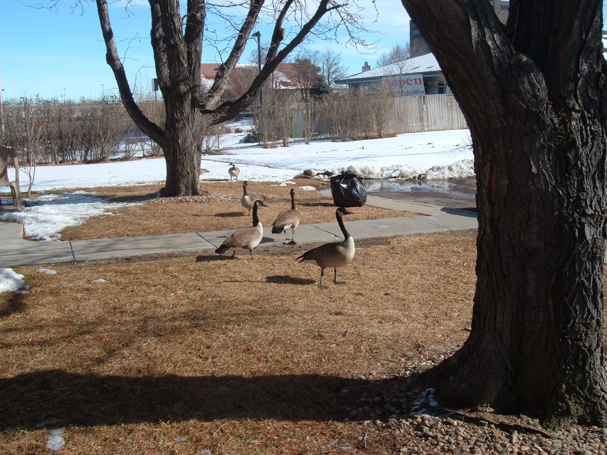 geese