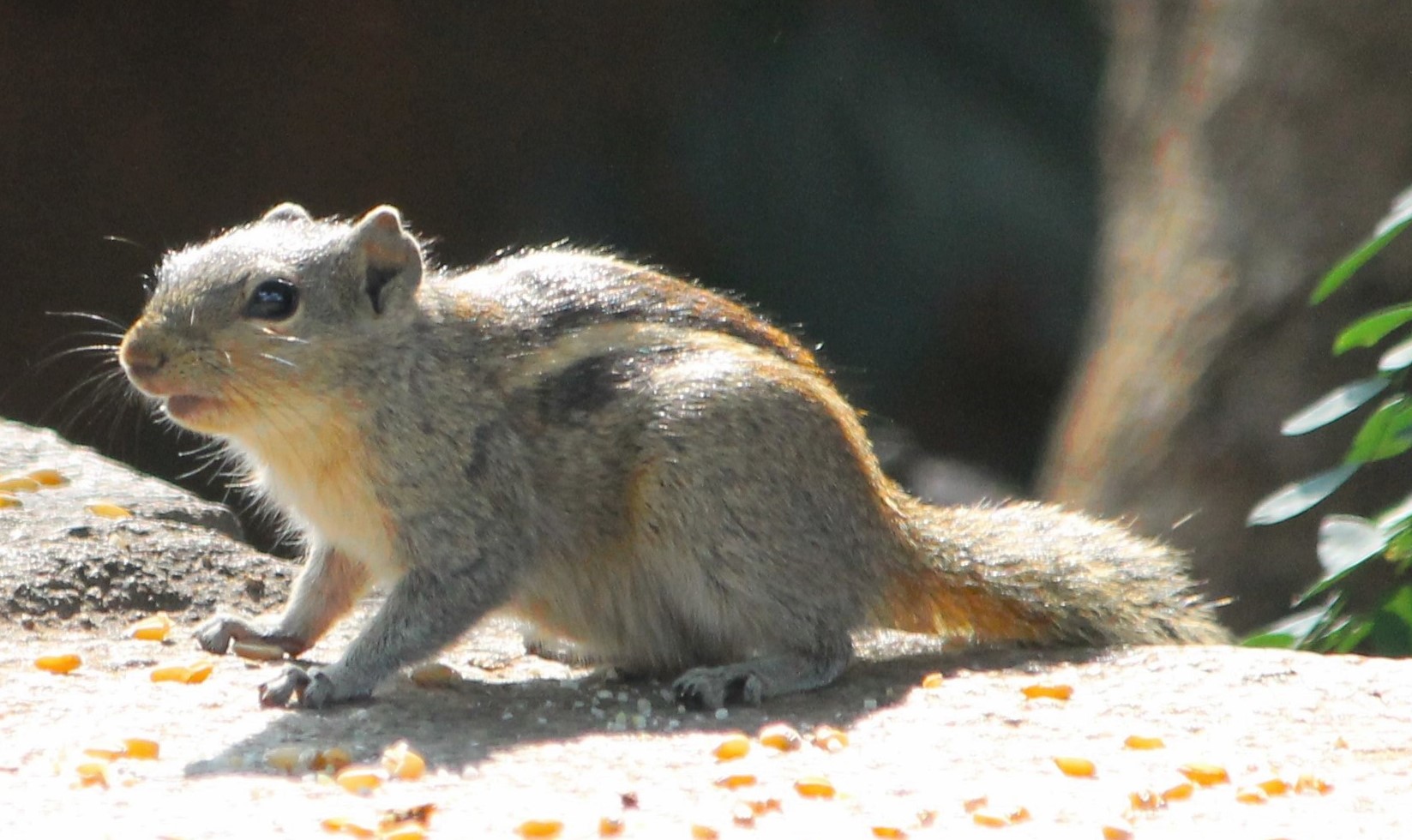 Squirrel, sofspics