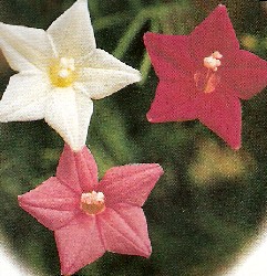 Cypress Vine