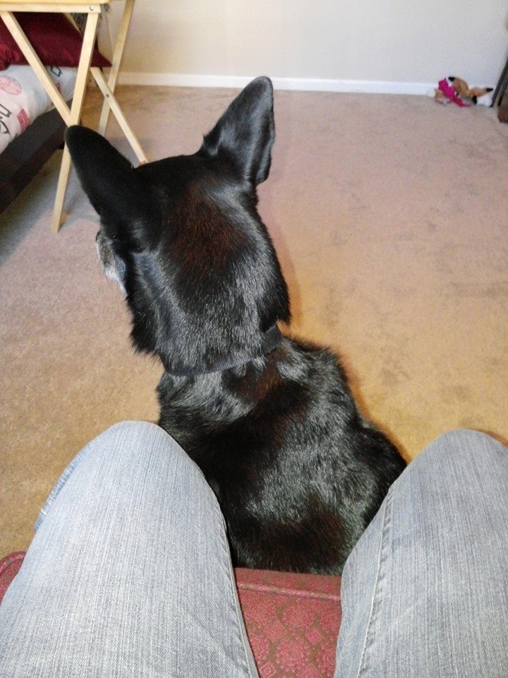 Friend&#039;s dog sitting on my feet