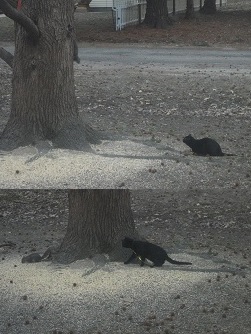 squirrels, scar