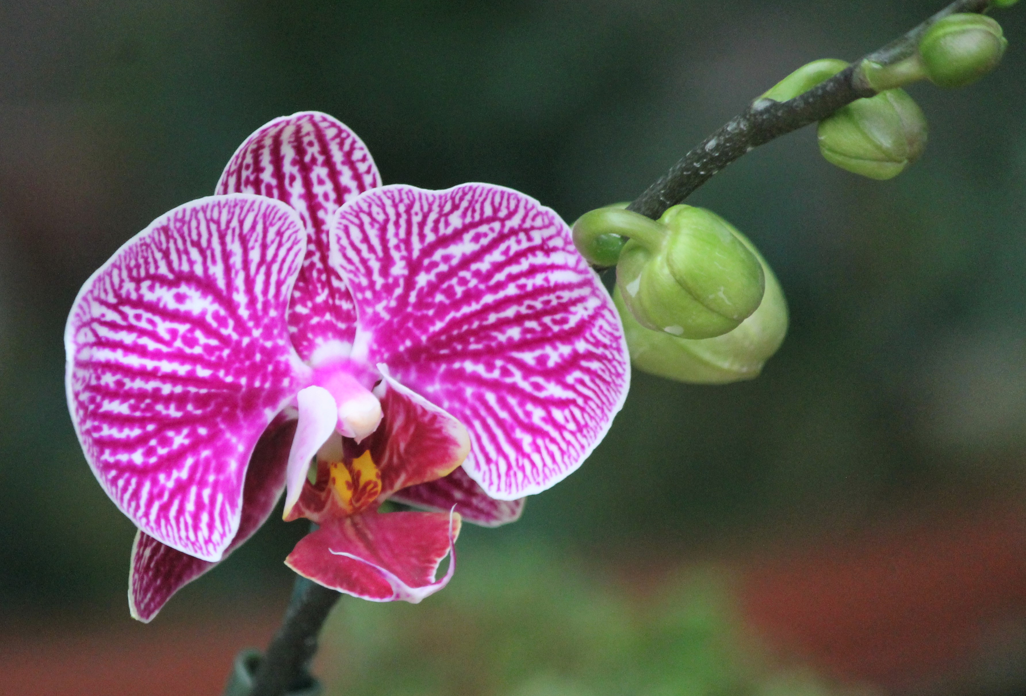 sofspics, orchids